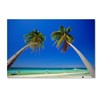 Trademark Fine Art Robert Harding Picture Library 'Palm Trees 1' Canvas Art, 22x32 ALI18634-C2232GG